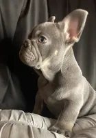 Buzz, a male French Bulldog for sale in Homestead, FL – 4 of 7