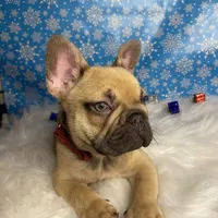 Tom, a male French Bulldog for sale in Homestead, FL – Photo 1 of 5