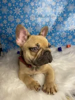 Tom, a male French Bulldog for sale in Homestead, FL – Photo 1 of 5