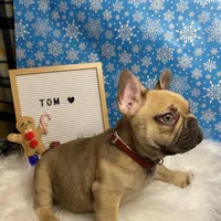 Tom, a male French Bulldog for sale in Homestead, FL – Photo 4 of 5