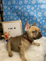Tom, a male French Bulldog for sale in Homestead, FL – Photo 4 of 5