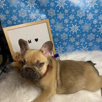 Tom, a male French Bulldog for sale in Homestead, FL – Photo 2 of 5