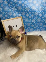 Tom, a male French Bulldog for sale in Homestead, FL – Photo 2 of 5