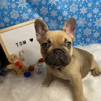 Tom, a male French Bulldog for sale in Homestead, FL – Photo 3 of 5
