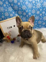 Tom, a male French Bulldog for sale in Homestead, FL – Photo 3 of 5