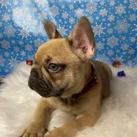 Tom, a male French Bulldog for sale in Homestead, FL – Photo 5 of 5