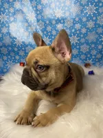 Tom, a male French Bulldog for sale in Homestead, FL – Photo 5 of 5
