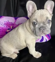 Elsa, a female French Bulldog for sale in Homestead, FL – 2 of 6