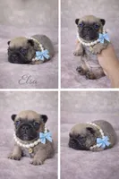 Elsa, a female French Bulldog for sale in Homestead, FL – 6 of 8