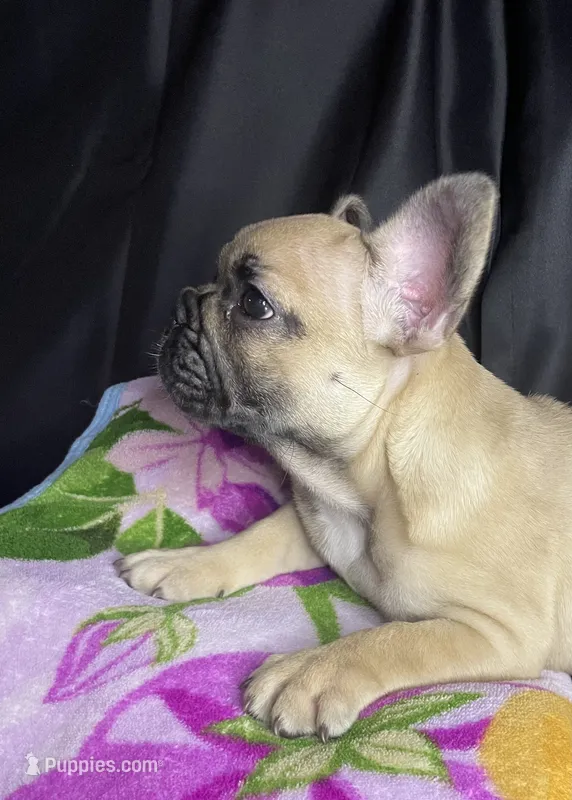 Minnie , a female French Bulldog for sale in Homestead, FL – 1 of 6