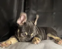 Woody, a male French Bulldog for sale in Homestead, FL – 3 of 8