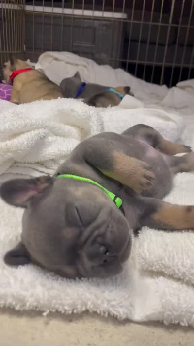 Thumper, a male French Bulldog for sale in Homestead, FL – 2 of 2