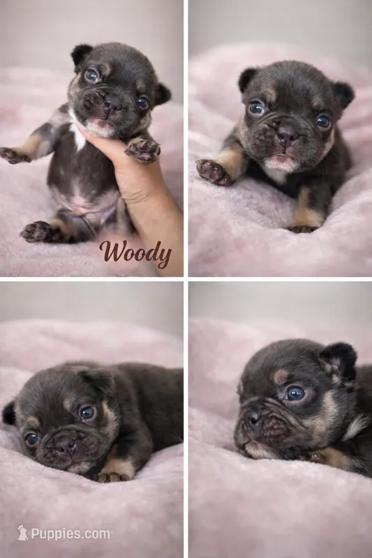 Woody – French Bulldog puppy for sale in Homestead, FL