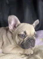 Bambi , a female French Bulldog for sale in Homestead, FL – 4 of 7