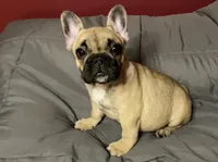 Minnie , a female French Bulldog for sale in Homestead, FL – 4 of 7
