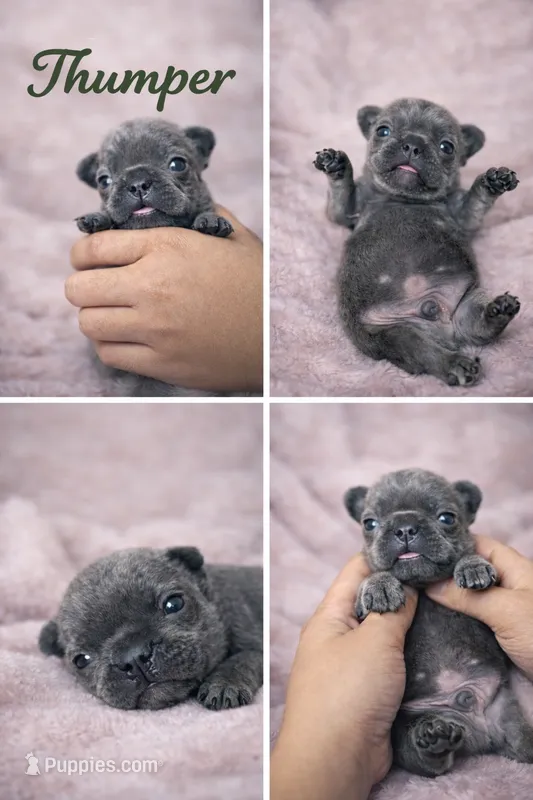 Thumper – French Bulldog puppy for sale in Homestead, FL