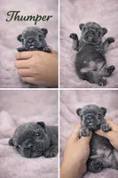 Thumper, a male French Bulldog for sale in Homestead, FL – 1 of 2