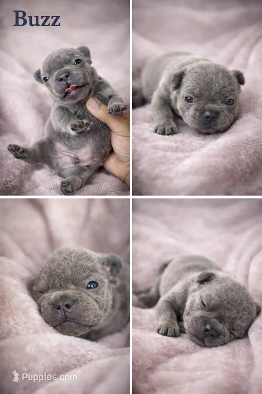 Buzz – French Bulldog puppy for sale in Homestead, FL