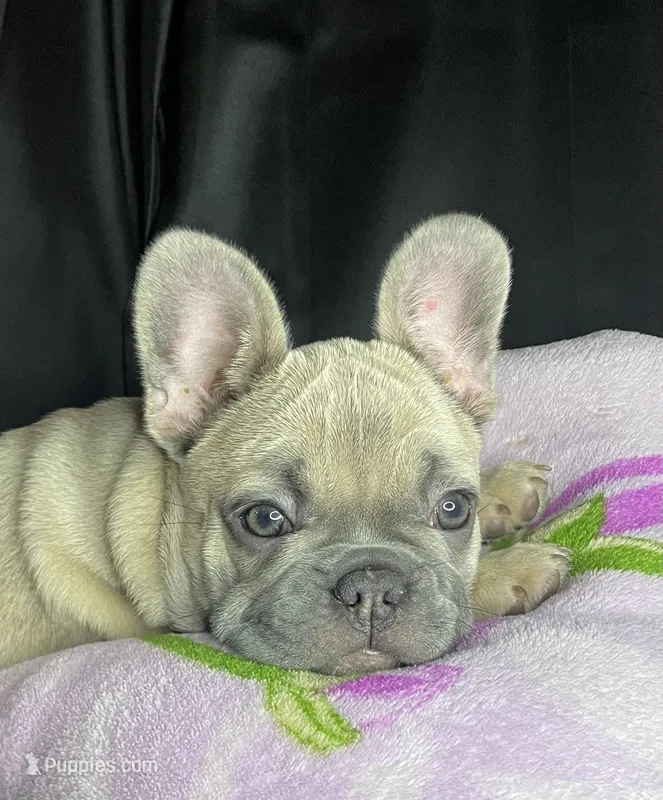 Elsa – French Bulldog puppy for sale in Homestead, FL