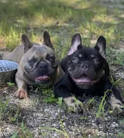 Elsa, a female French Bulldog for sale in Homestead, FL – 7 of 8