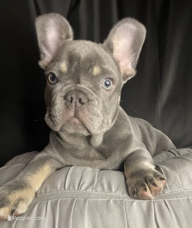 Buzz – French Bulldog puppy for sale in Homestead, FL