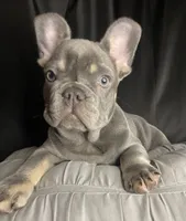 Buzz, a male French Bulldog for sale in Homestead, FL – 1 of 7