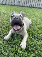 Elsa, a female French Bulldog for sale in Homestead, FL – 1 of 8