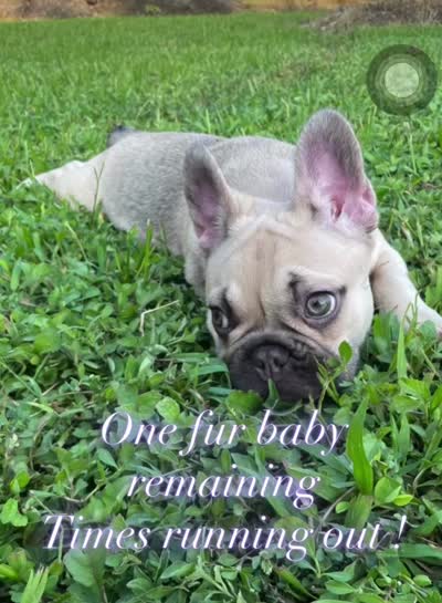 Elsa, a female French Bulldog for sale in Homestead, FL – 8 of 8