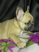Minnie , a female French Bulldog for sale in Homestead, FL – 4 of 6