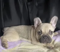 Bambi , a female French Bulldog for sale in Homestead, FL – 2 of 7