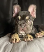 Woody, a male French Bulldog for sale in Homestead, FL – 4 of 8