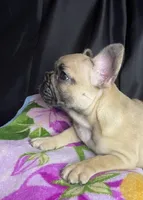Minnie , a female French Bulldog for sale in Homestead, FL – 3 of 7