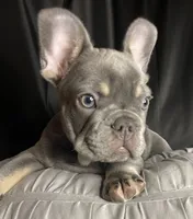 Buzz, a male French Bulldog for sale in Homestead, FL – 3 of 7