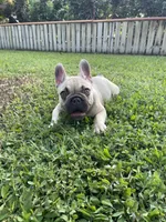 Elsa, a female French Bulldog for sale in Homestead, FL – 2 of 8