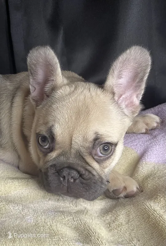 Bambi  – French Bulldog puppy for sale in Homestead, FL