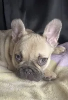 Bambi , a female French Bulldog for sale in Homestead, FL – 1 of 7