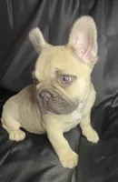 Elsa, a female French Bulldog for sale in Homestead, FL – 4 of 8