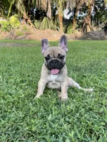Minnie , a female French Bulldog for sale in Homestead, FL – 1 of 7