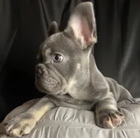 Buzz, a male French Bulldog for sale in Homestead, FL – 2 of 7