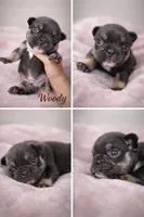 Woody, a male French Bulldog for sale in Homestead, FL – 6 of 8