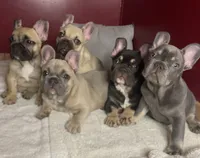 Elsa, a female French Bulldog for sale in Homestead, FL – 5 of 8