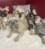 Elsa, a female French Bulldog for sale in Homestead, FL – 5 of 6