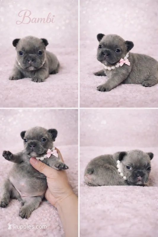 Bambi  – French Bulldog puppy for sale in Homestead, FL