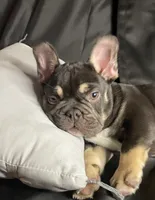 Woody, a male French Bulldog for sale in Homestead, FL – 2 of 8