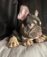 Woody, a male French Bulldog for sale in Homestead, FL – 5 of 8