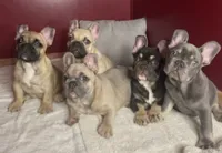 Bambi , a female French Bulldog for sale in Homestead, FL – 6 of 7