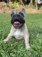 Minnie , a female French Bulldog for sale in Homestead, FL – 2 of 7