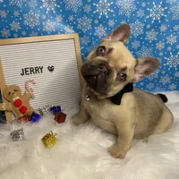 Jerry, a male French Bulldog for sale in Homestead, FL – Photo 3 of 8