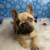 Jerry, a male French Bulldog for sale in Homestead, FL – Photo 6 of 8