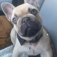 Jerry, a male French Bulldog for sale in Homestead, FL – Photo 2 of 8